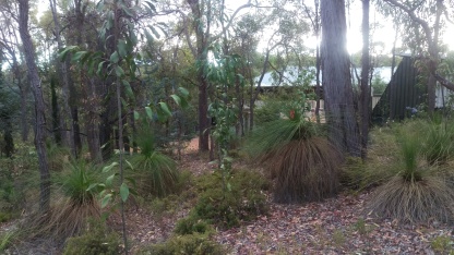 the bush surrounding the retreat