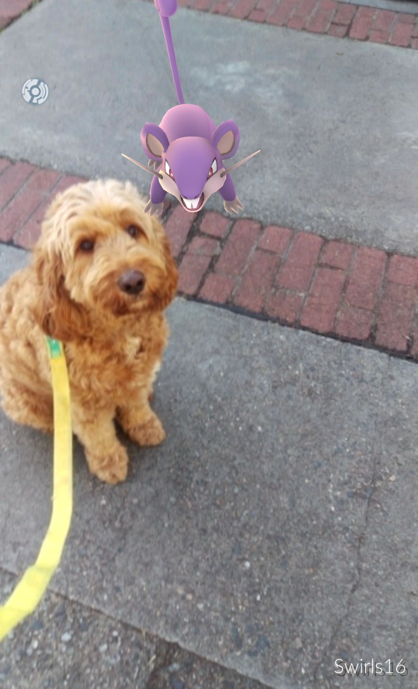 image of George the Therapy dog with a PokemonGo Rattata